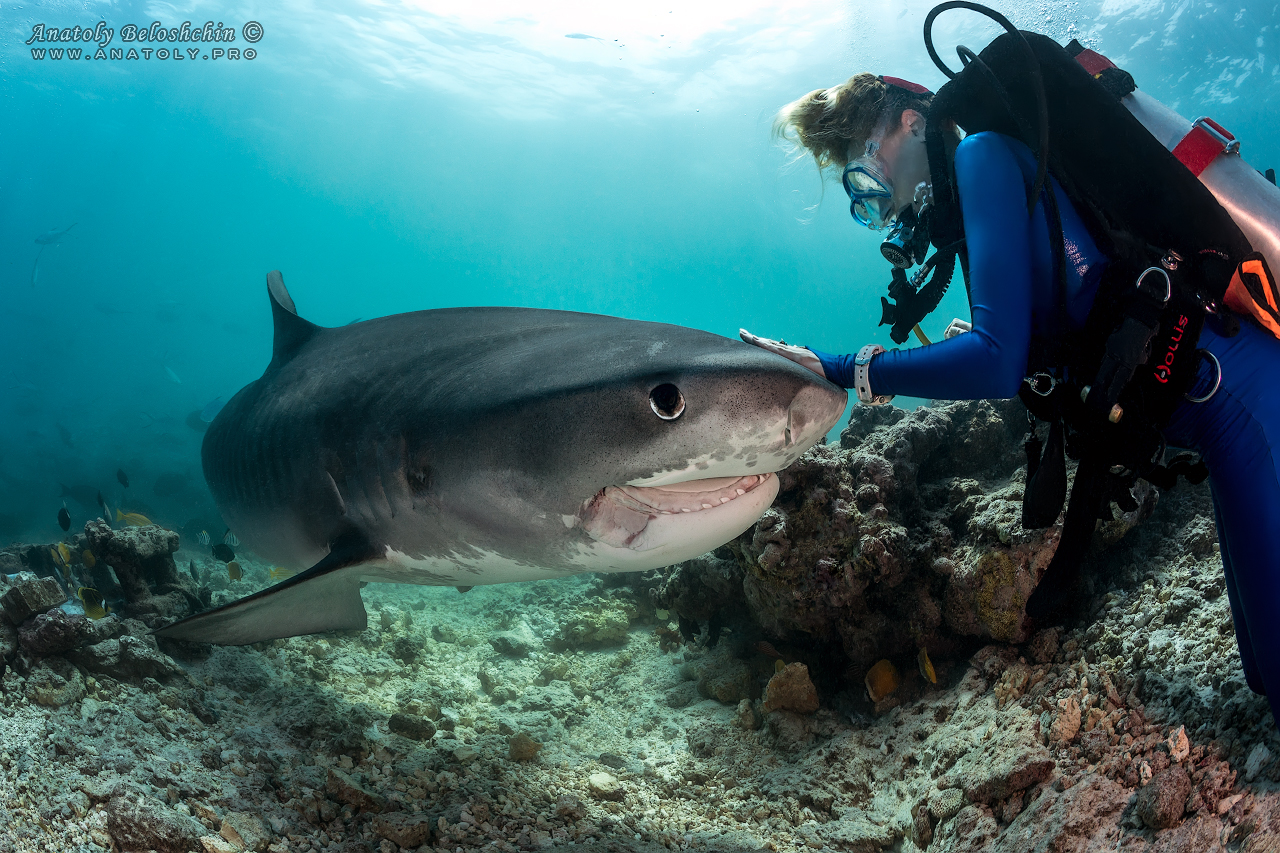 Tiger Shark