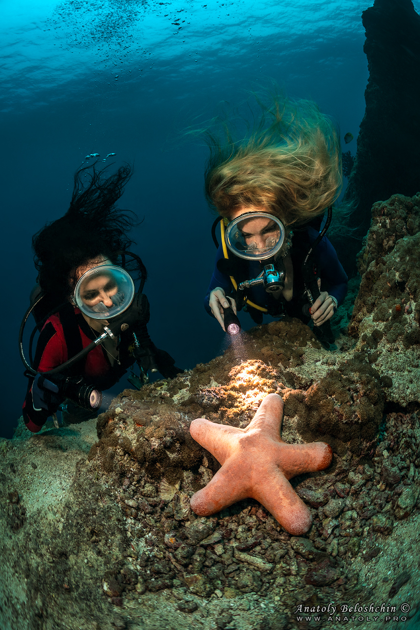 Sea star