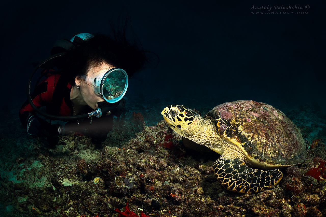 Turtle