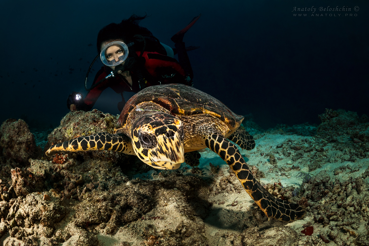 Turtle