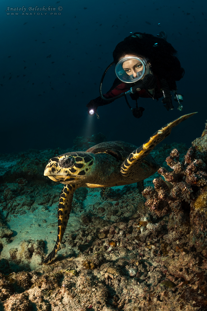 Turtle