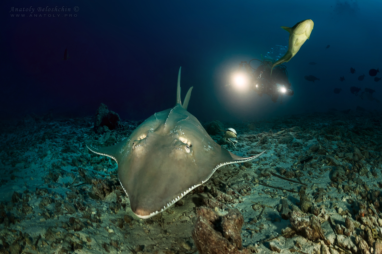 Guitar stingray