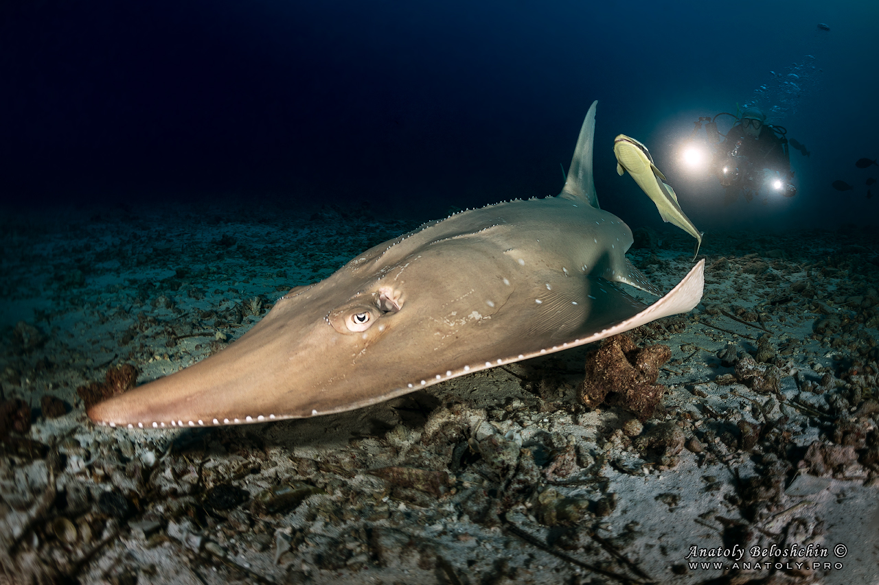 Guitar stingray