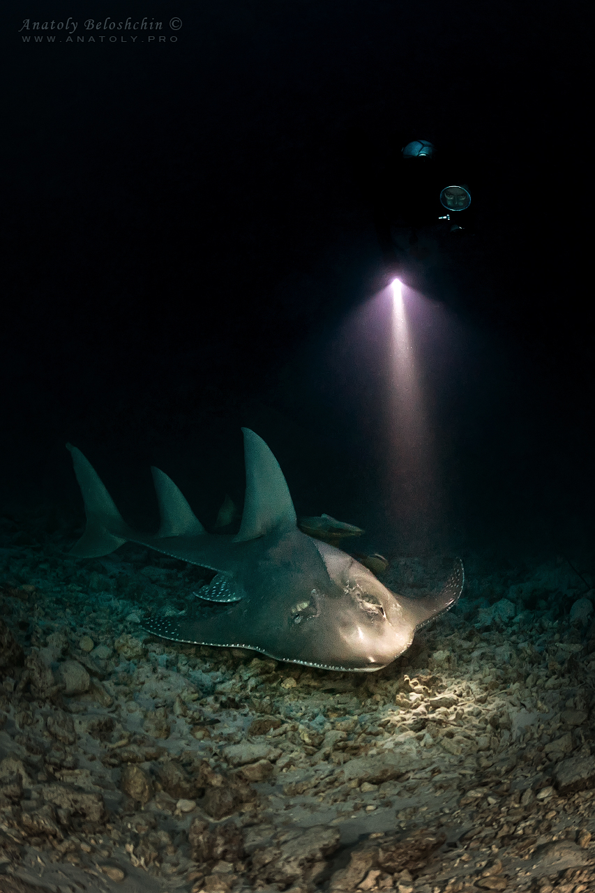 Guitar stingray