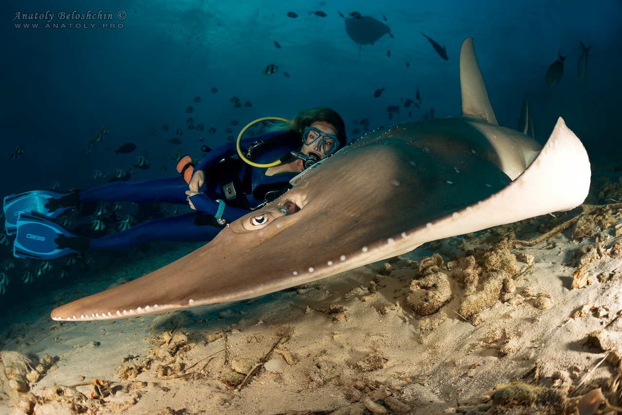 Guitar stingray