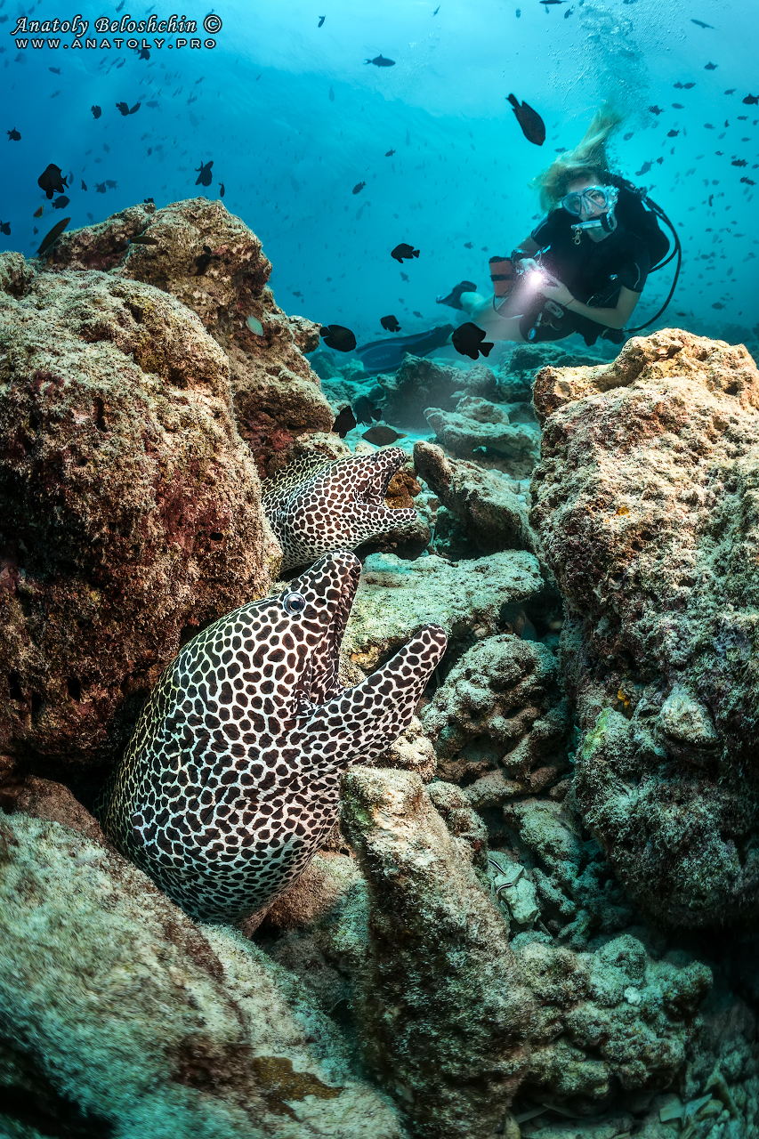 Moray