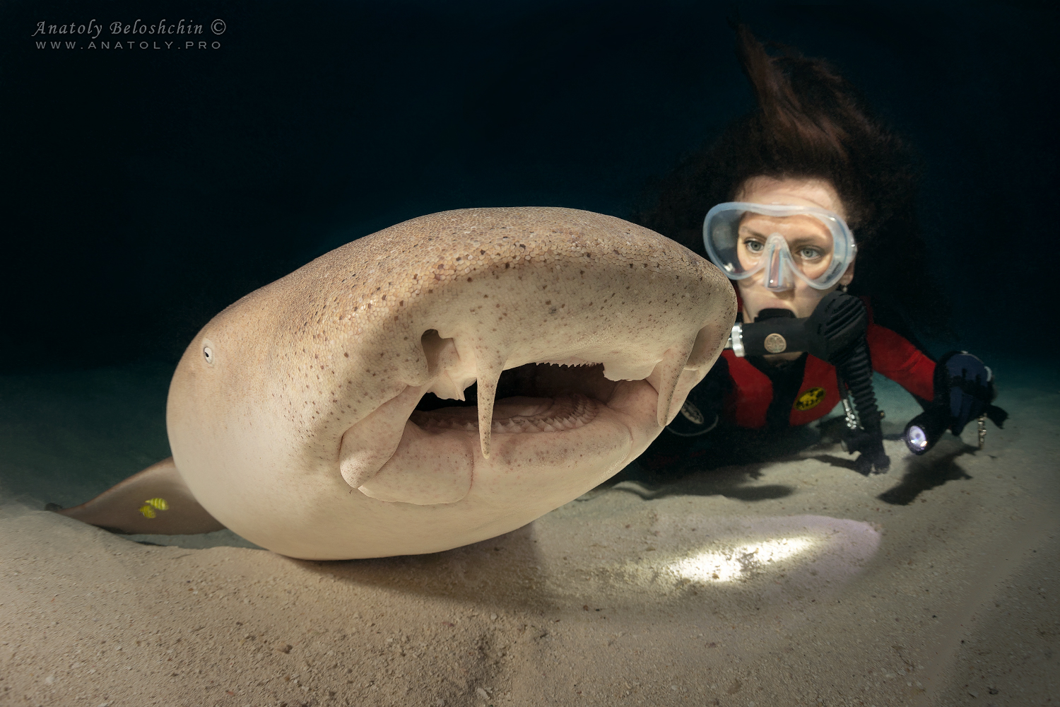 Nurse shark, Maldives