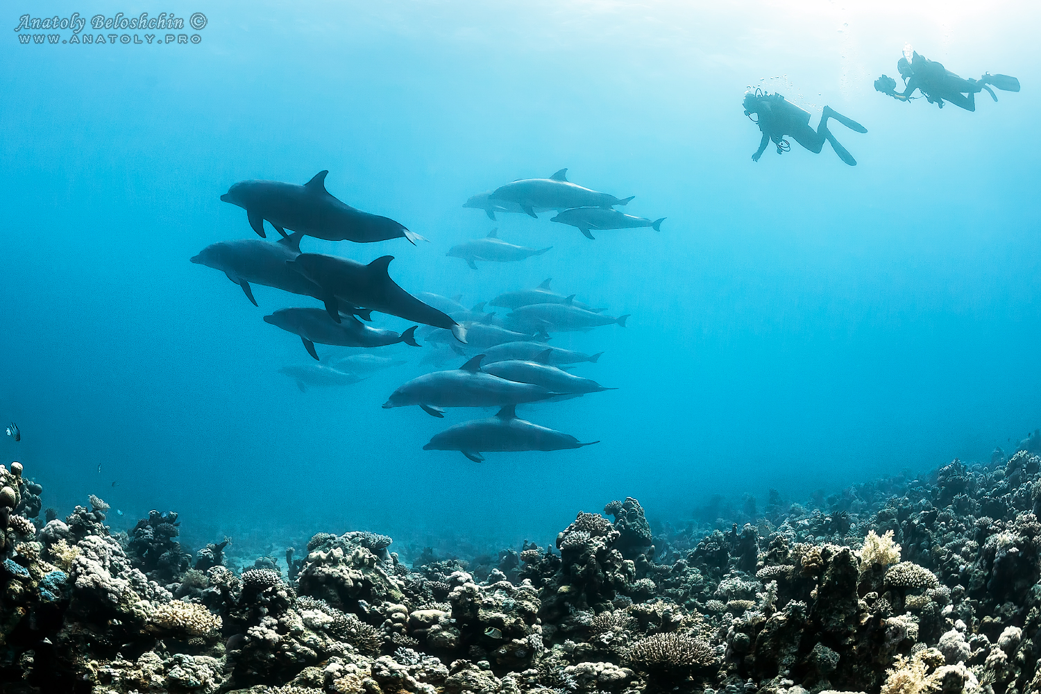 Дельфины, dolphin, Белощин, Beloshchin, Red Sea, Красное море