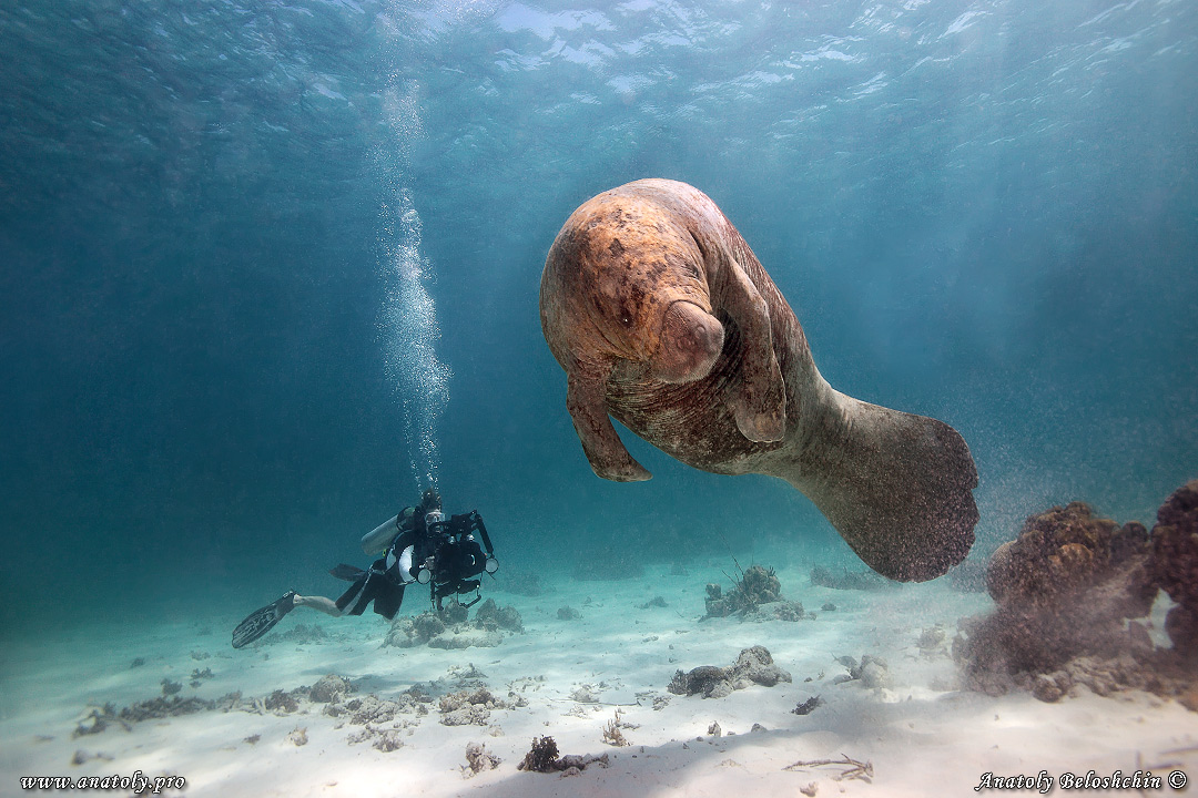 Manatee, Underwater wide angle, Anatoly Beloshchin, Белощин
