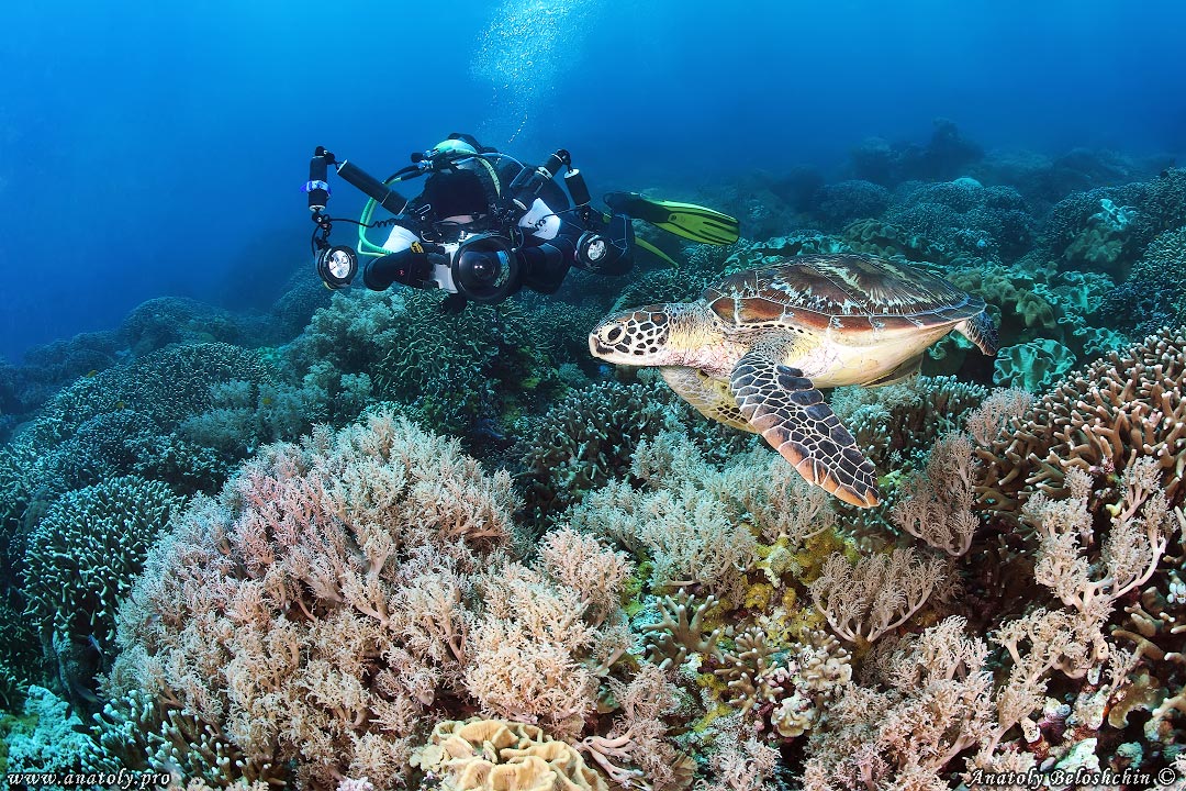 Underwater wide angle, Anatoly Beloshchin, Белощин