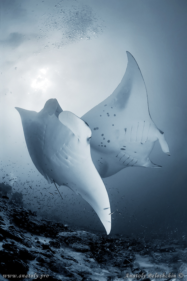 Manta, Underwater wide angle, Anatoly Beloshchin, Белощин