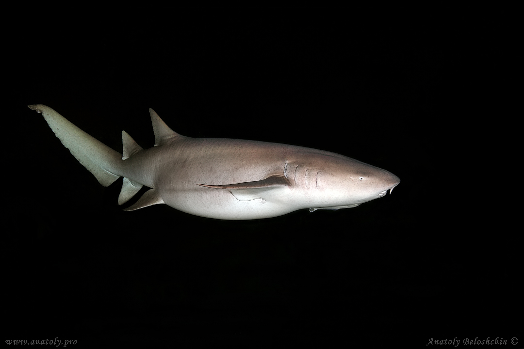 Shark, Underwater wide angle, Anatoly Beloshchin, Белощин