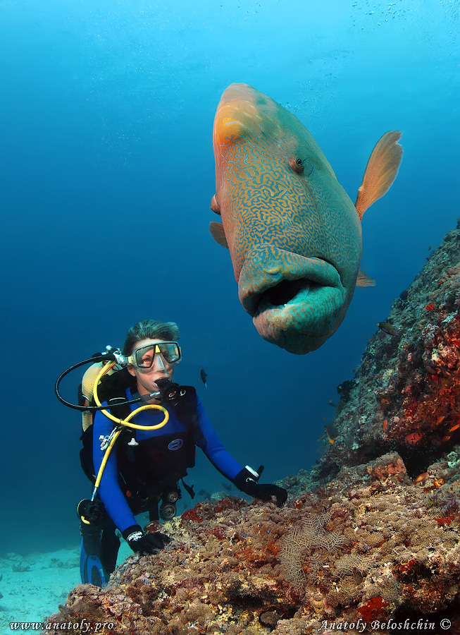 Napoleon, Maldives, Underwater wide angle, Anatoly Beloshchin, Белощин