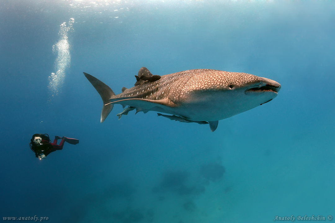 While shark, Philippines, Beloshchin, Белощин