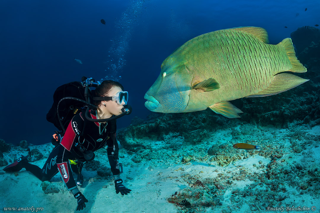 Napoleon fish, Maldives, Indian Ocean